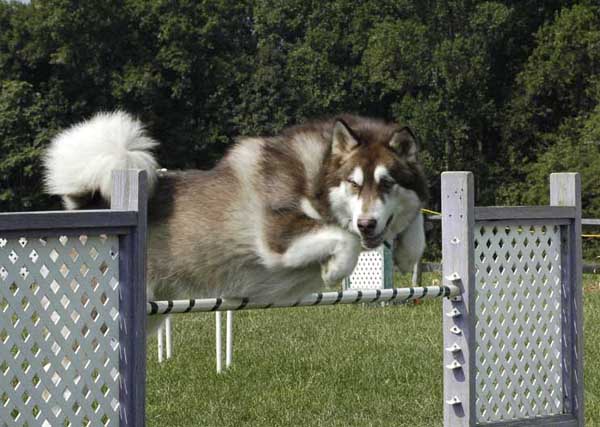 Cinnabar - Alaskan Malamute