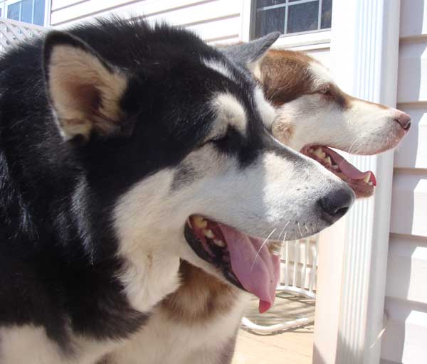 Sebastian - Alaskan Malamute