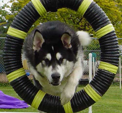 Sebastian - Alaskan Malamute