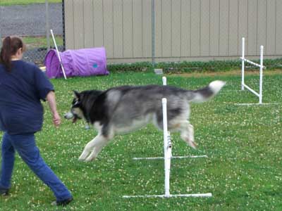 Sebastian - agility