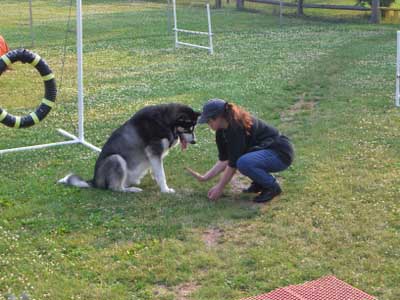 Sebastian - agility