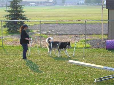 Sebastian - agility