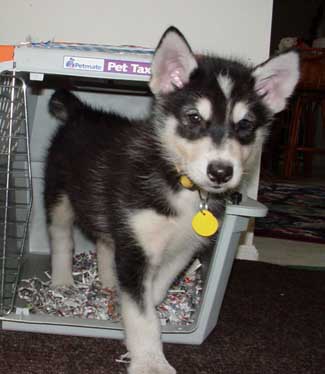 Sebastian - Alaskan Malamute