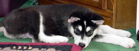 Sebastian - Alaskan Malamute