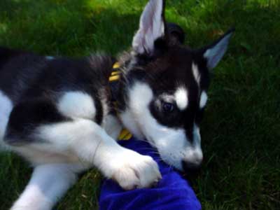 Sebastian - Alaskan Malamute