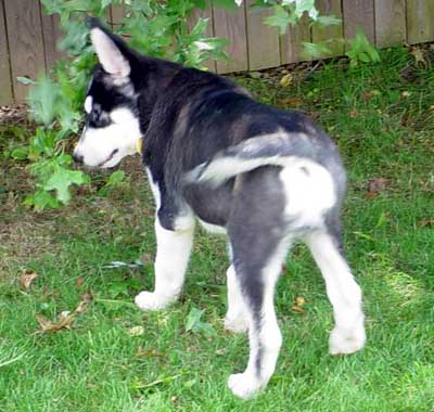 Sebastian - Alaskan Malamute