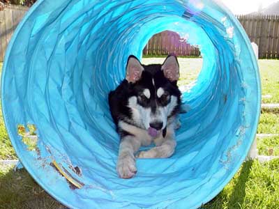 Sebastian - Alaskan Malamute