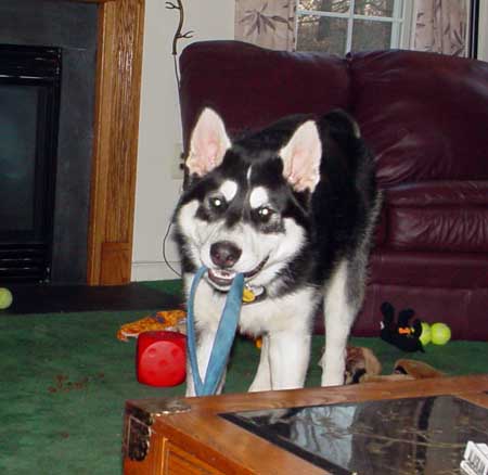 Sebastian - Alaskan Malamute