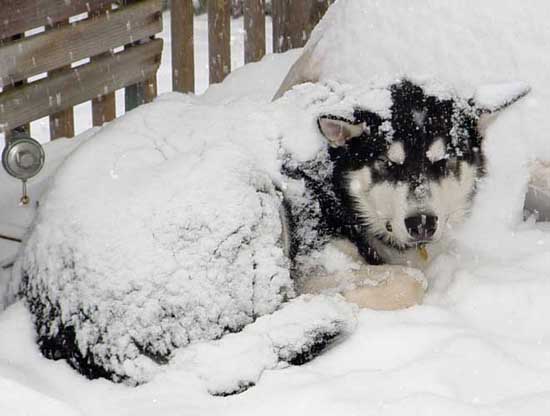 Sebastian - Alaskan Malamute