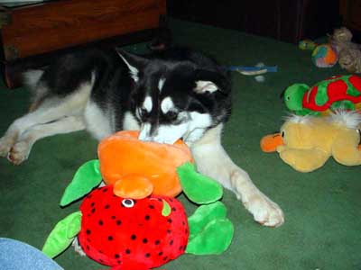 Sebastian - Alaskan Malamute