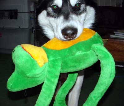 Sebastian - Alaskan Malamute