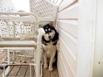 Sebastian - Alaskan Malamute