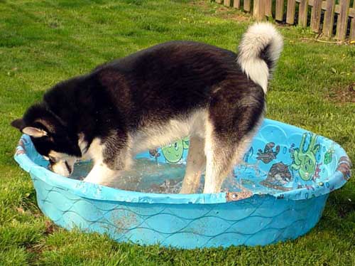 Sebastian - Alaskan Malamute