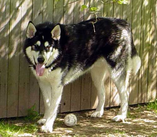 Sebastian - Alaskan Malamute