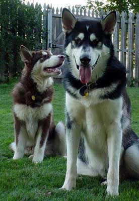 Sebastian - Alaskan Malamute