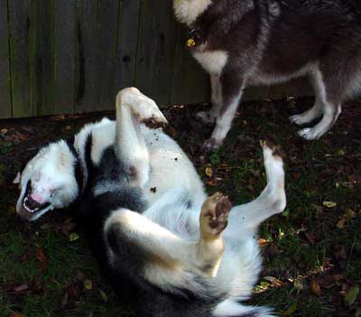 Sebastian - Alaskan Malamute