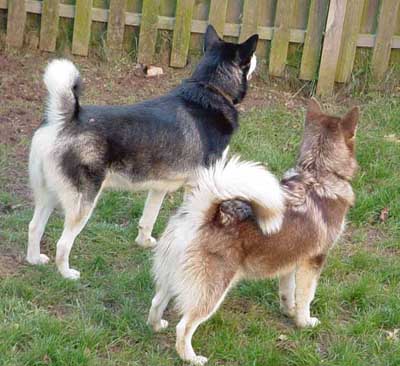 Sebastian - Alaskan Malamute