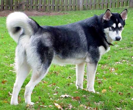 Sebastian - Alaskan Malamute