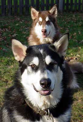 Sebastian - Alaskan Malamute