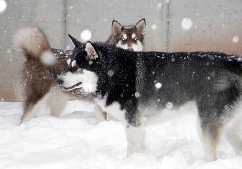 Sebastian - Alaskan Malamute