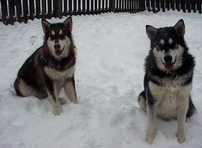 Sebastian - Alaskan Malamute