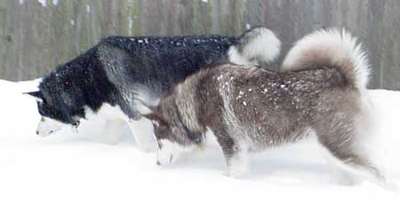 Sebastian - Alaskan Malamute