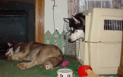 Sebastian - Alaskan Malamute