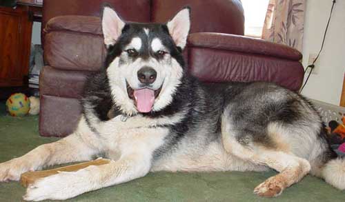 Sebastian - Alaskan Malamute