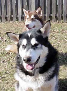 Sebastian - Alaskan Malamute