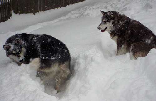 Sebastian - Alaskan Malamute