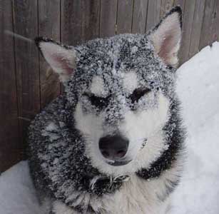 Sebastian - Alaskan Malamute