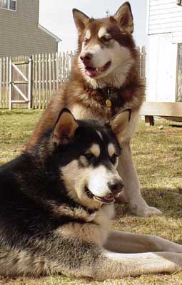 Cinnabar - Alaskan Malamute