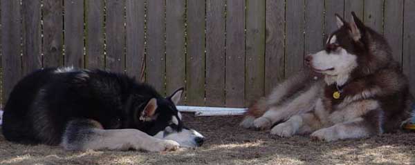 Sebastian - Alaskan Malamute