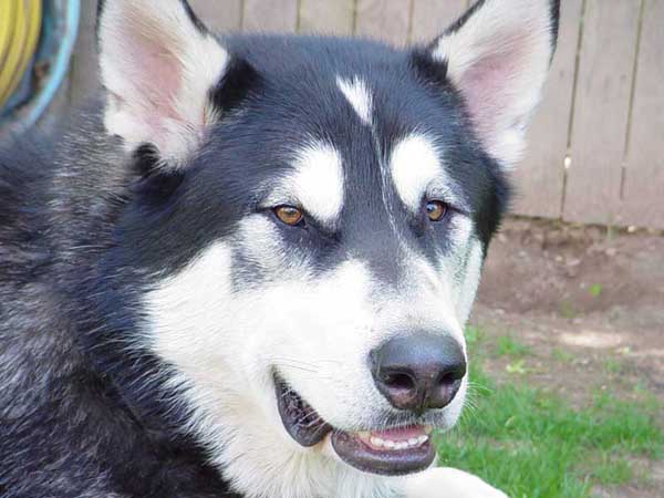 Sebastian - Alaskan Malamute