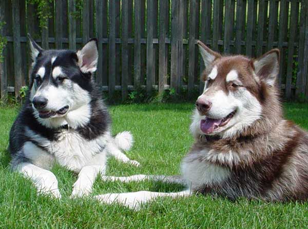 Sebastian - Alaskan Malamute