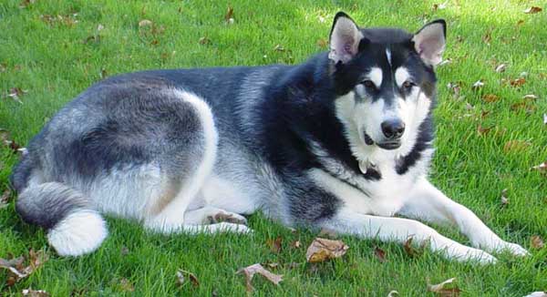 Sebastian - Alaskan Malamute