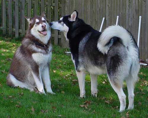 Sebastian - Alaskan Malamute