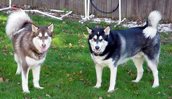 Sebastian - Alaskan Malamute