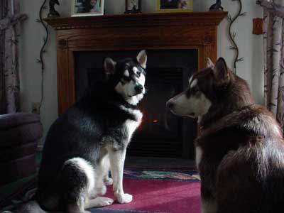 Sebastian - Alaskan Malamute