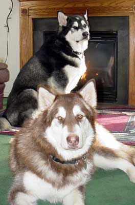 Cinnabar - Alaskan Malamute