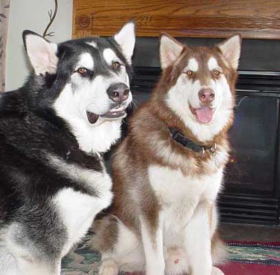 Cinnabar - Alaskan Malamute