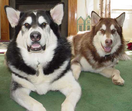 Cinnabar - Alaskan Malamute