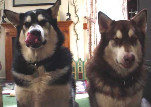 Sebastian - Alaskan Malamute