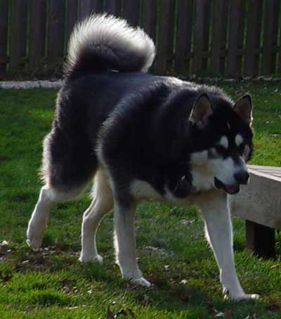 Sebastian - Alaskan Malamute