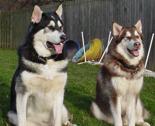 Cinnabar - Alaskan Malamute