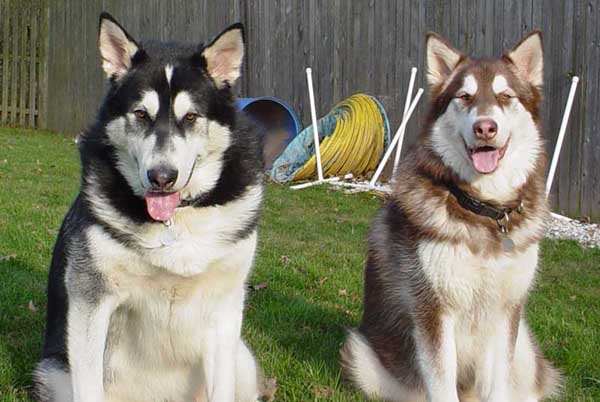 Sebastian - Alaskan Malamute