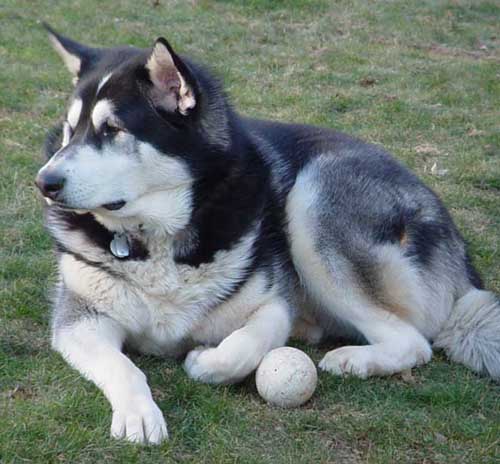 Sebastian - Alaskan Malamute