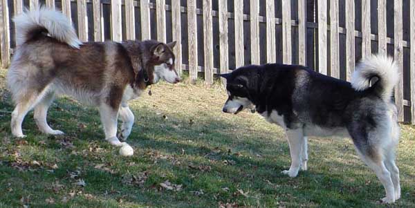 Sebastian - Alaskan Malamute