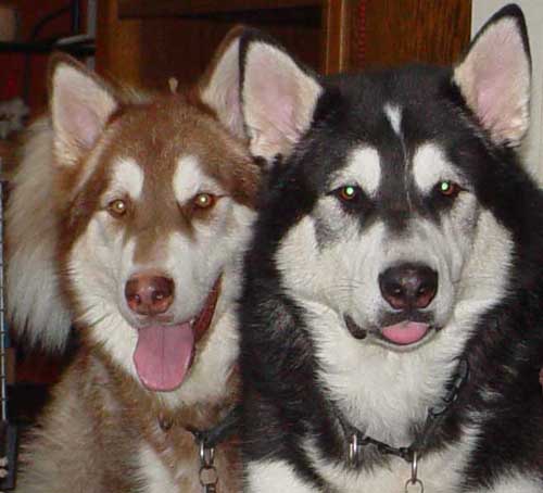 Sebastian - Alaskan Malamute