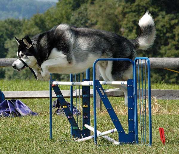 Sebastian - Alaskan Malamute